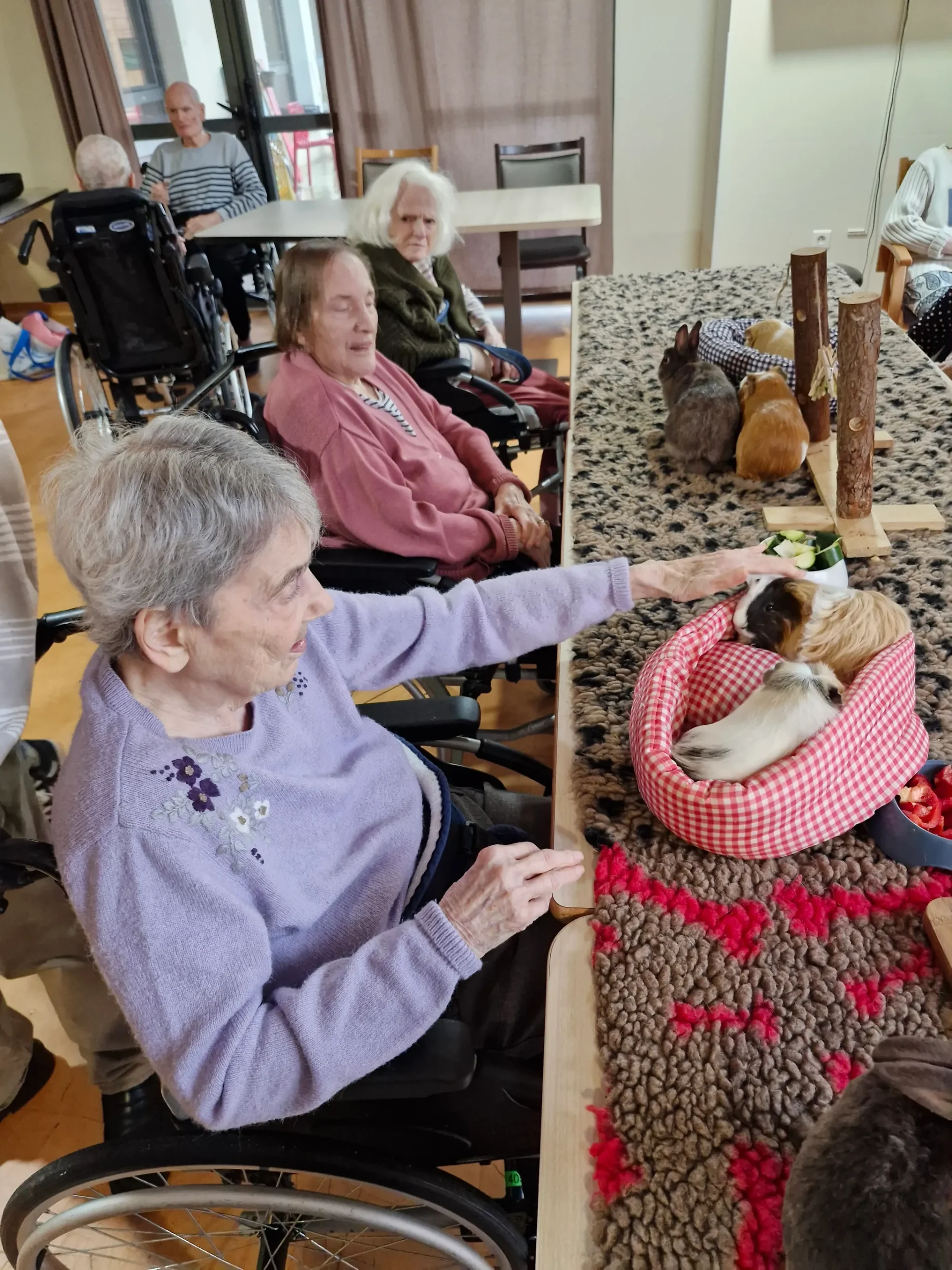 Prise en charge Alzheimer avec la médiation animale à la résidence Vitalité Sérénité